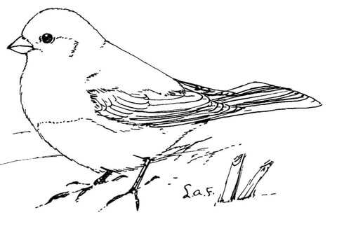 Dark Eyed Junco Coloring Page